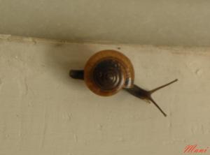 01snail