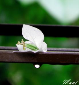 Tears of The Fallen Flower