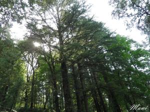 Reaching out to the Sun