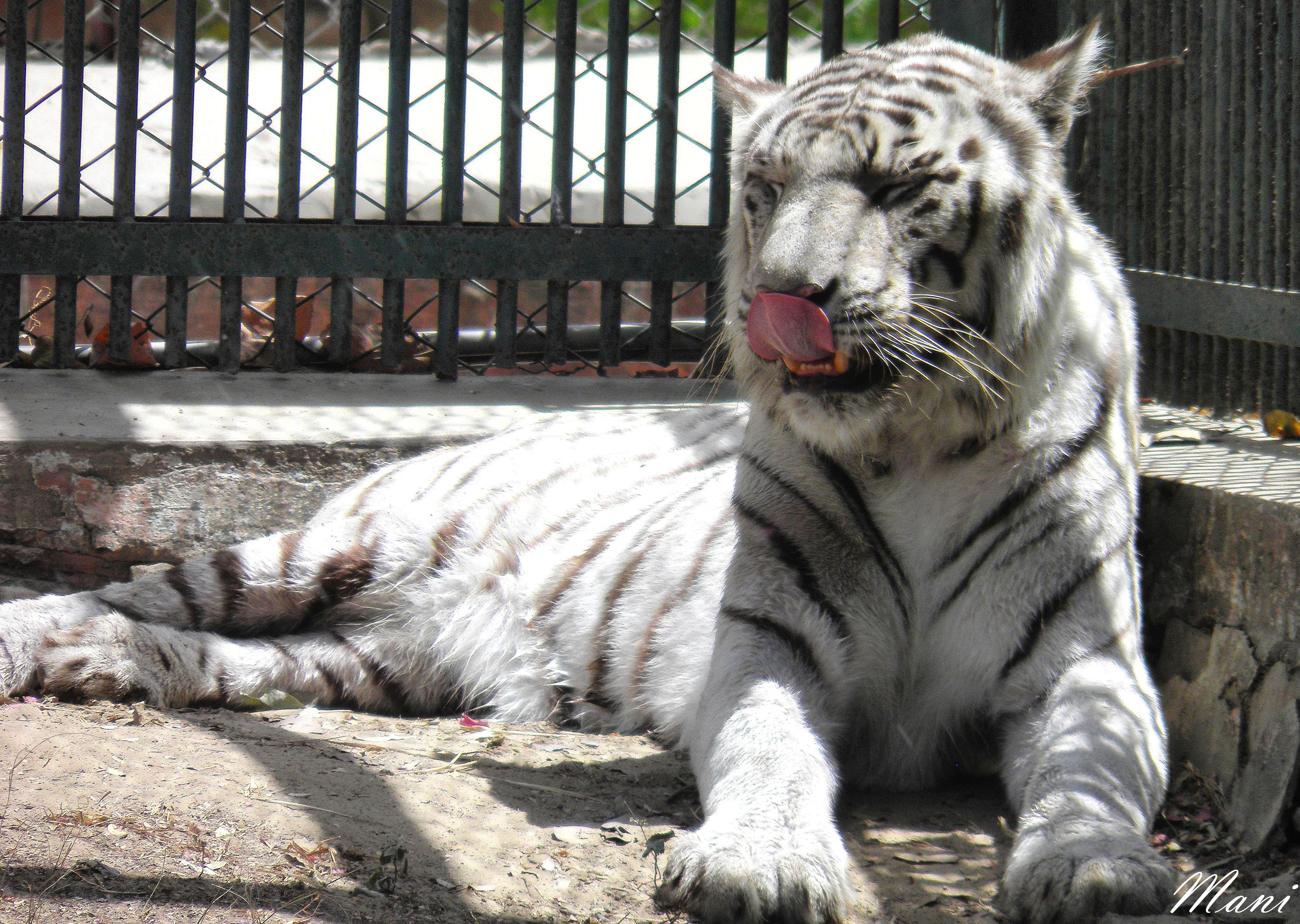 White Tiger